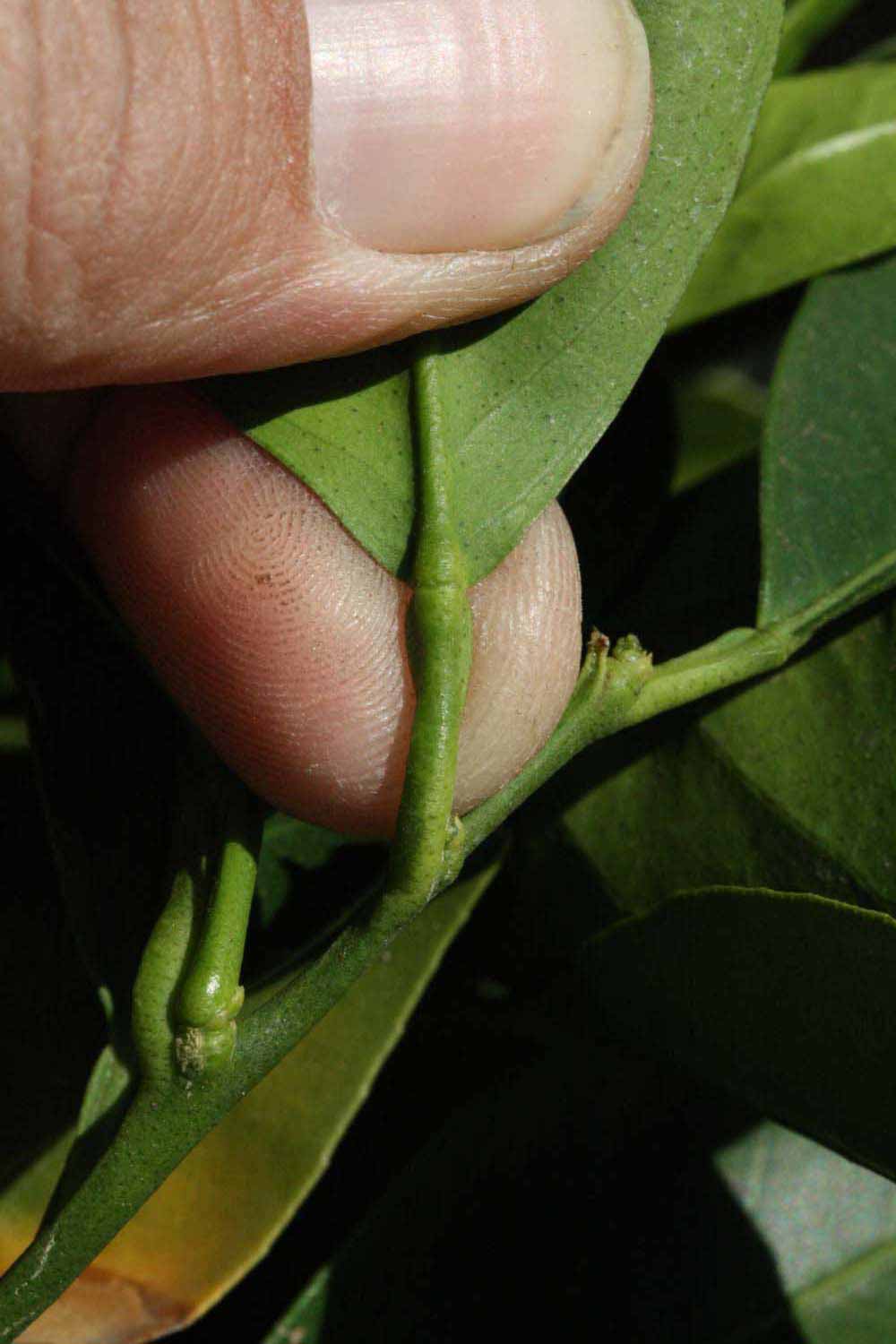              Petiole (Riverside, CA)       